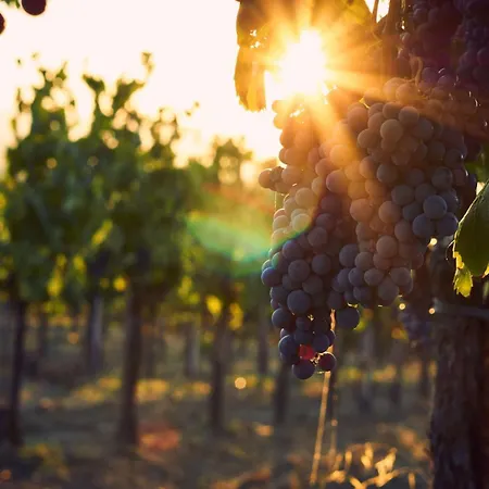 Western Lamm מלון