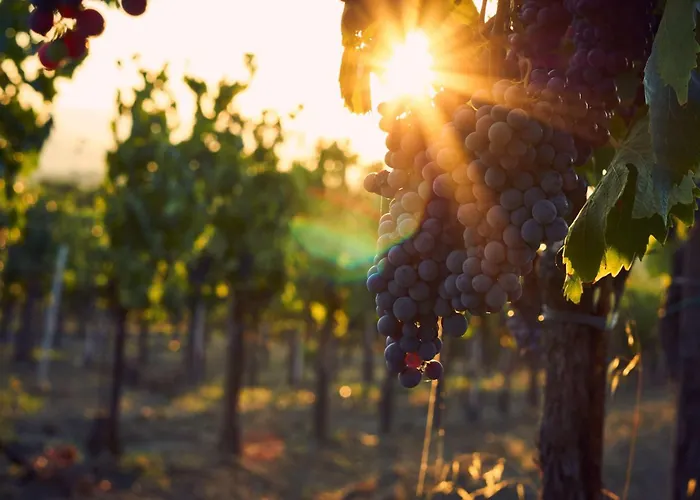 بست ويسترن لام فندق